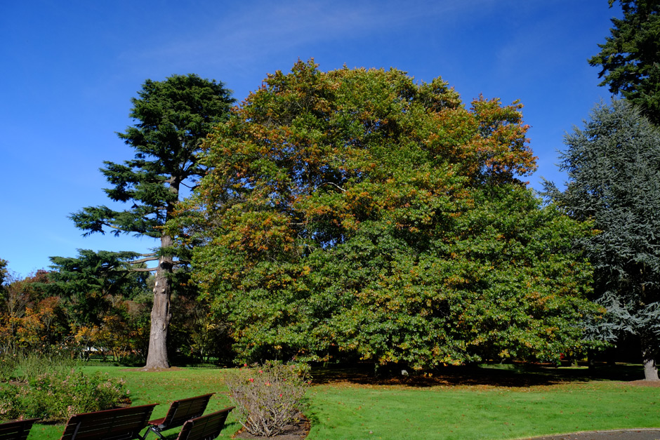 Ashburton gardens victory oak