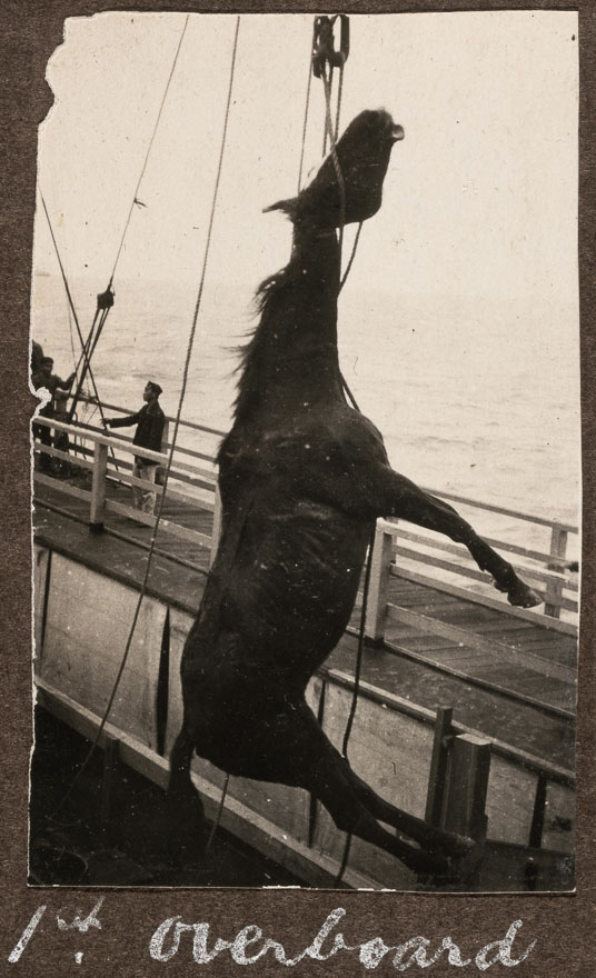 Dead horse lowered overboard