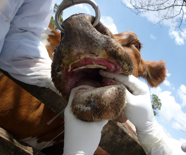 Foot-and-mouth disease