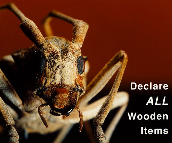 Timber quarantine