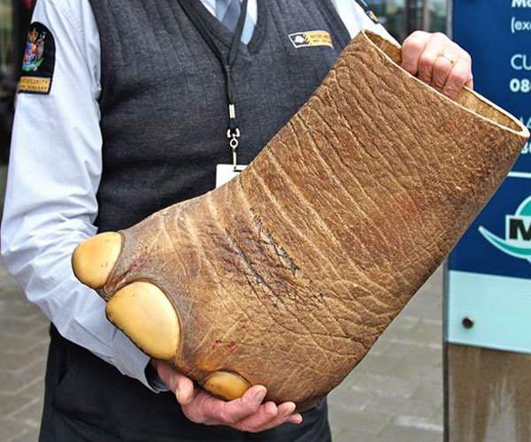 International trade in endangered species