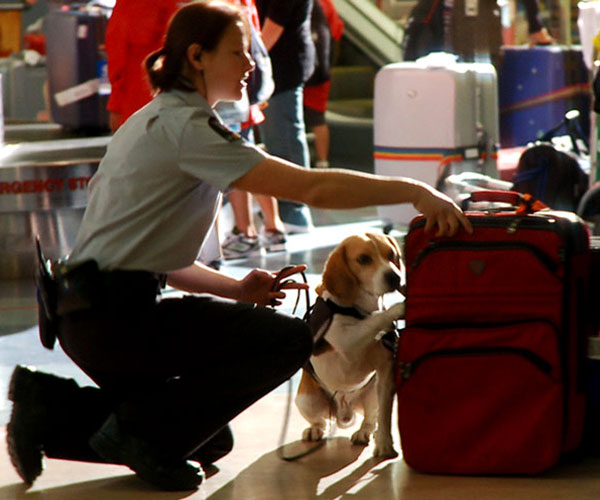 X-rays and detector dogs
