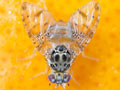 Adult fruit fly