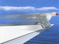 tv ad for Interislander