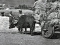 Armenian village, 1901