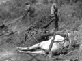 Dead horses near the River Jordan