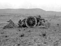 British artillery support