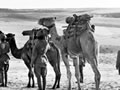 Camel artillery on the march