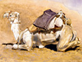 Camel in full marching order