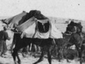 Loaded camels in the desert, one led by a rope being pulled by a man
