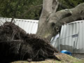 Christchurch cotnatiners