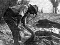 Burying Australian dead after the battle