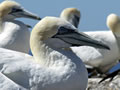 Gannets for Christmas