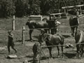 Horses tied to lines in paddocks with soldiers attending.