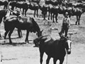Horses in paddock tied to ropes, a label says 'Army Remount Station 1914-1918 (Gibbons Road).