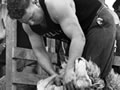 Godfrey Bowen shearing