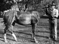 Horses suffering from tona on Samoa
