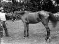 Horses suffering from tona on Samoa