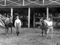 Horses suffering from tona on Samoa