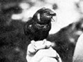 Private Hunt the parakeet mascot