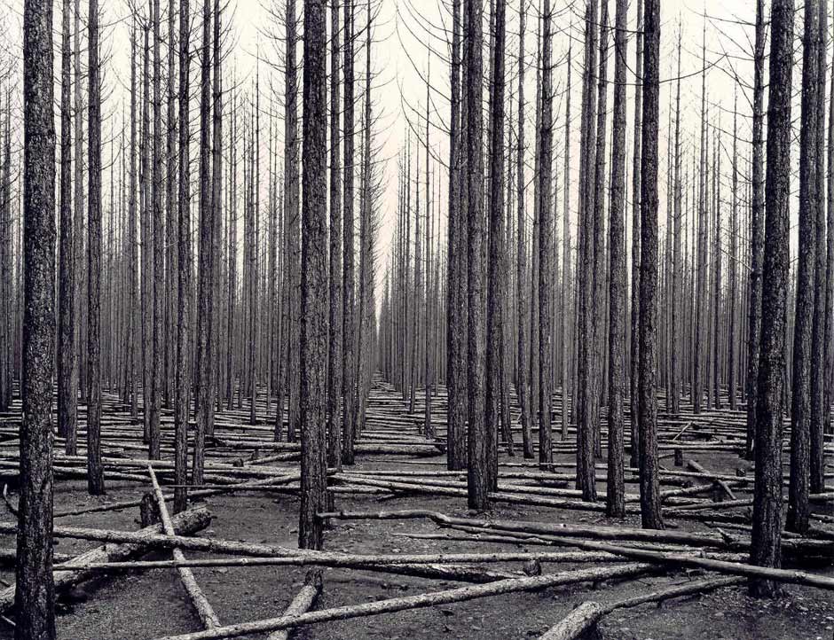 John Johns, Forest fires, Balmoral