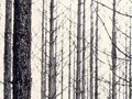 Balmoral forest
