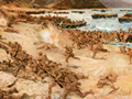 Landing at Anzac Cove painting