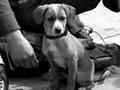 Bruno the NASC mascot