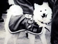 Noodles the mascot