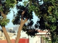 Olive trees