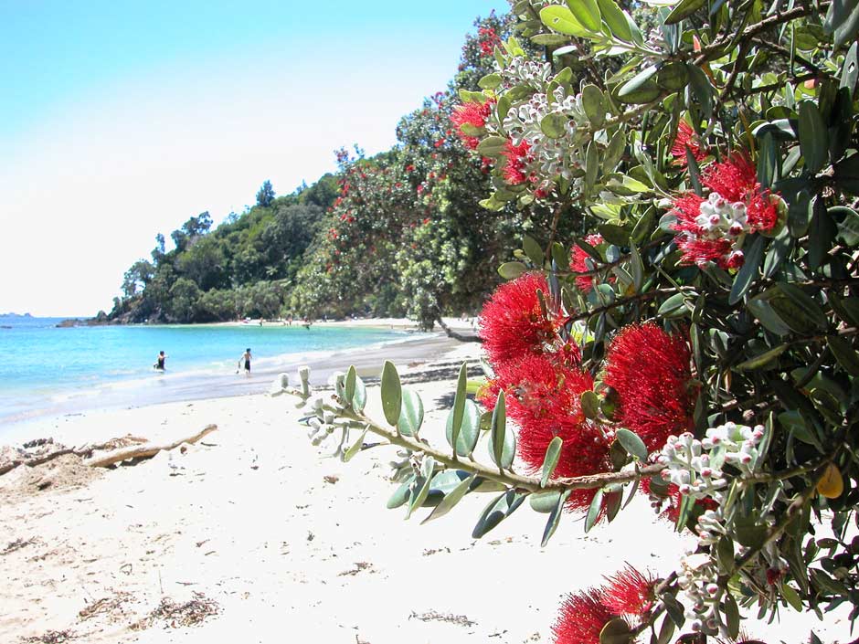 Pōhutukawa trees