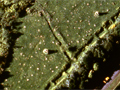 Pukerangiora