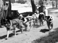 People watching dogs tied together with leather straps pulling a man on a sled