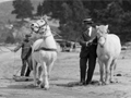 Two white horses on beach, one towing a man on a sled