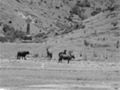 Rangihoua