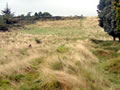 Sap at Te Arei today