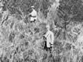 Leonard Cockayne and Ebenezer Teichelmann
