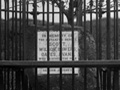Black and white photograph of Robert Falcon Scott memorial oak tree as a sapling.