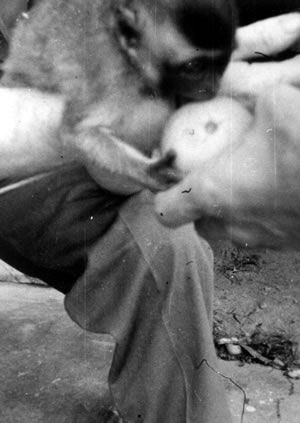 Shrapnel being fed