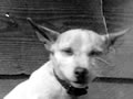Shufti the fox terrier mascot