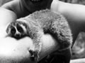 Slow lauris mascot
