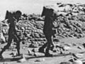 two men collecting seafood