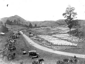 Sheep yards