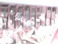 flags waving at train