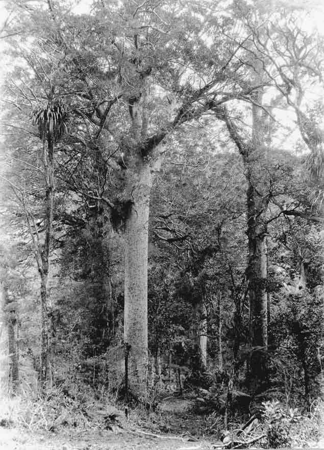 Trounson Kauri Park