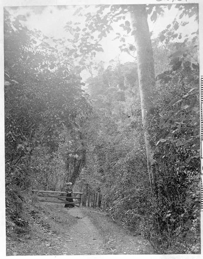 The Otari-Wilton's Bush Scenic Reserve