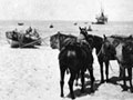 Rarotongans unloading supplies