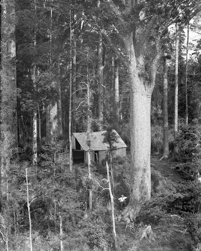 Henry Winkelmann image of Whangaroa forest