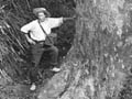 Winkelmann image of bush