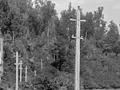 Telephone wires in the Buller backblocks